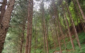 Gapyeong Sugar Pension