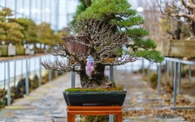 Gapyeong Suryuhwagaewon Pension