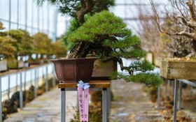 Gapyeong Suryuhwagaewon Pension