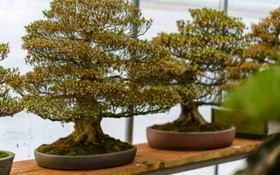 Gapyeong Suryuhwagaewon Pension