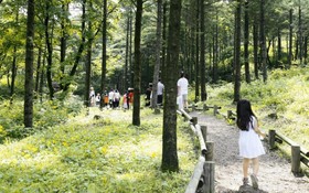 Gapyeong Tree House Pension