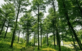 Gapyeong Tree House Pension