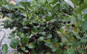 Gapyeong Week Palm Glamping Pension