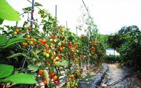 Gapyeong Week Palm Glamping Pension