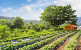 Yeoju Hana Pension