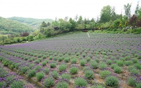 Yeoncheon Herb Village Pension