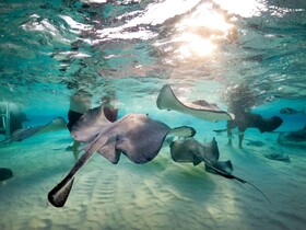 Wyndham Reef Resort Grand Cayman