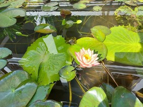 Sunrise Hotel Luang Prabang Mekongriver