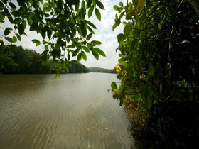 Mangrove Escapes
