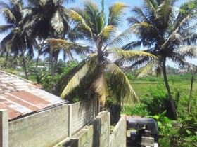 Hendy Bungalow