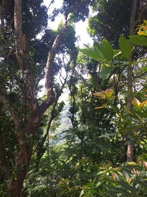 Ella Nature Nest