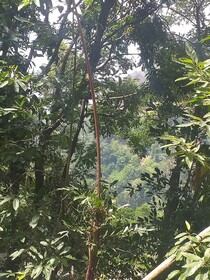 Ella Nature Nest