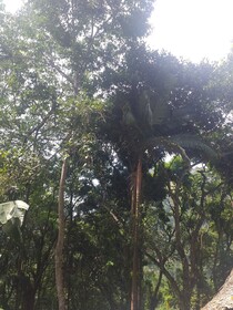 Ella Nature Nest