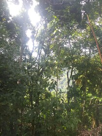 Ella Nature Nest