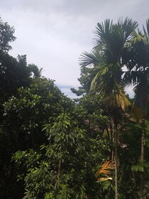 Ella Nature Nest