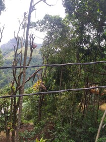 Ella Nature Nest