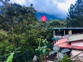 Hamadhi Guest