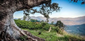 Madulkelle Tea and Eco Lodge
