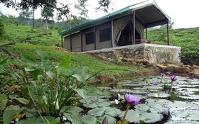 Madulkelle Tea and Eco Lodge