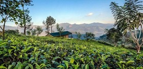 Madulkelle Tea and Eco Lodge