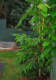 Rosewood Residence