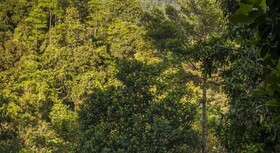 The Kandy Samadhi Center