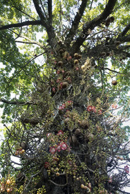 W15 Hanthana Estate Kandy