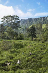 W15 Hanthana Estate Kandy