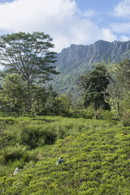 W15 Hanthana Estate Kandy