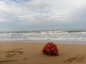 Tasheema Beach Resort