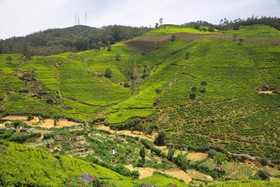 Hillsborough Cottage Nuwara Eliya