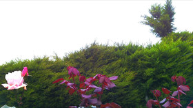 Maggies Cottage Nuwaraeliya