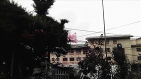 Maggies Cottage Nuwaraeliya