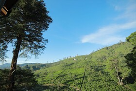 Single Tree Mount Hotel