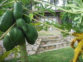 Rice Villa Hotel