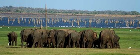 Hungry Lion Resort and Restaurant