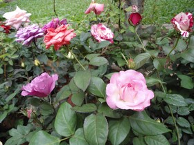 Indi Rose Garden