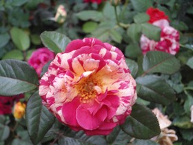 Indi Rose Garden