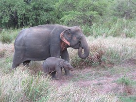 Mahoora Tented Safari Camp - Wasgamuwa