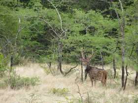 Mahoora Tented Safari Camp - Wasgamuwa