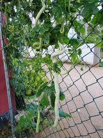 Organic Garden Sigiriya
