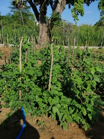 Organic Garden Sigiriya