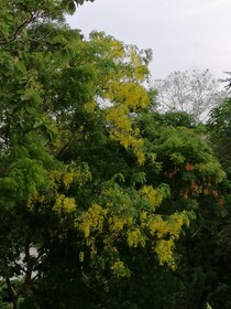 Organic Garden Sigiriya