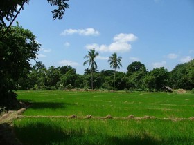 Raintree