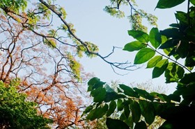 Raintree