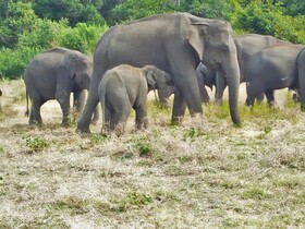 Sigiri Lakshan Home Stay