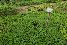 Sigiriya Jungles