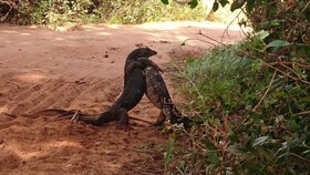 Tepraas Sigiriya