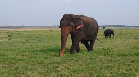 Tepraas Sigiriya