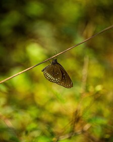 Leopard Reach Yala By Seven Angels